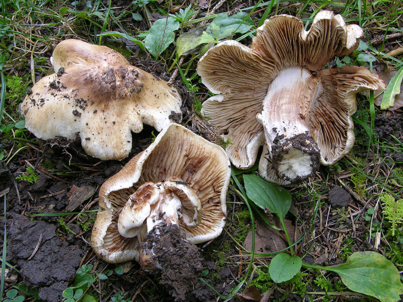 Inocybe sp. da determinare